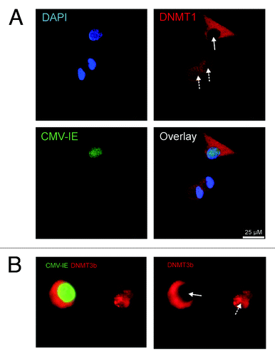 Figure 5. Intracellular localization of DNMT1 and DNMT3b in VR1814 infected macrophages. HCMV-IE proteins were visualized by Alexa488-conjugated donkey anti mouse IgG (green) and DNMT1 (A), and DNMT3b (B), were visualized by Texas red conjugated donkey anti rabbit IgG (red). For panel A, DAPI was used as counterstain of the nucleus (blue). Infected (plain arrow) and uninfected (dashed arrow) cells are shown.