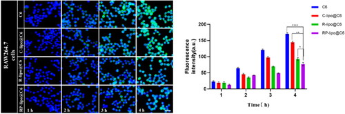 Figure 5. Cellular escape capacity of different liposomes after co-incubation with RAW264.7 cells (scale bar = 50 µm).