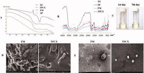 Figure 2. Characterizations of TPCX. (A) DSC spectra of triptolide (TP), soybean phospholipids(SP), Physical mixture of soybean phospholipid and triptolide(PM), and triptolide phospholipid complex (TPCX). (B) IR absorption spectra of triptolide, SP, PM, and TPCX. (C) Stability of TPCX in methanol. (D) SEM images of PM and TPCX. (E) TEM images of PM and TPCX.