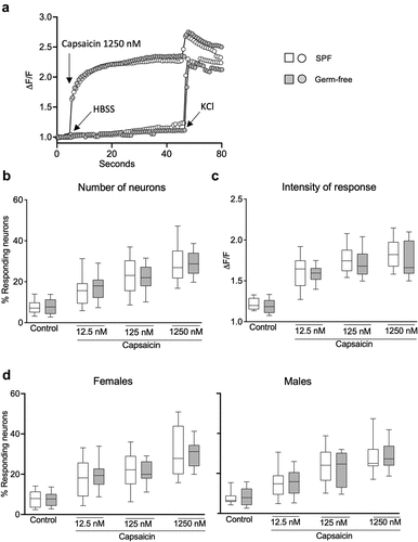 Figure 4. DRG neuronal activation is similar in SPF and GF mice after TRPV1 activation. (a) Representative fluorescent traces of calcium flux in DRG neurons from SPF and GF mice in response to vehicle (HBSS) or capsaicin (1250 nm). (b) Percentage of responding DRG neurons obtained from SPF (white box) and GF (gray box) mice, after treatment with capsaicin (12.5 nM, 125 nM, 1250 nM). (c) Intensity of the neuronal response (ΔF/F) in DRG neurons obtained from SPF and GF mice, after treatment with capsaicin. (d) Percentage of responding neurons obtained from SPF females and males and from GF female and male mice, after treatment with capsaicin. White box: SPF, gray box: GF. Data are represented as box plots (10–90%ile) with n = 8 independent experiments of 1–2 wells per condition for SPF females; n = 7 independent experiments of 1–2 wells per condition for SPF males; n = 5 independent experiments for both GF females and males mice. In each well, 20–130 neurons were cultured. Statistical analysis was performed using 2-way ANOVA followed by šidak’s multiple comparisons test.