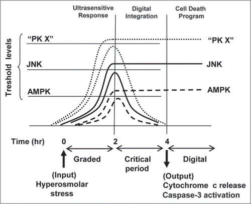Figure 1 A digital model for initiation of the cell death program. Single cell response to stress (hyperosmolar sorbitol) is ultrasensitive and graded for 2 h, and then a critical period starts where the activity achieved is compared with specific threshold levels for each protein kinase. Kinase activity under the threshold level returns to basal state, whereas activation over the threshold level remains high in the critical period. When we analyze individual oocytes at 4 h, a digital response is obtained, but at 2 h the response is analog. The cell would integrate multiple digital signals (PK X represents one or more protein kinases) for the critical period evaluating whether to trigger a cell death program.