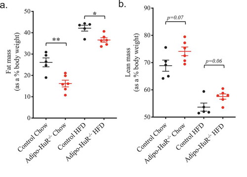 Figure 2. Adipocyte-specific HuR mediates total body composition of fat and lean mass. Body composition of (a) total fat and (b) lean mass were determined by NMR following 22 weeks on chow or HFD. n ≥ 5 per group. *P ≥ 0.05; ** P ≥ 0.01