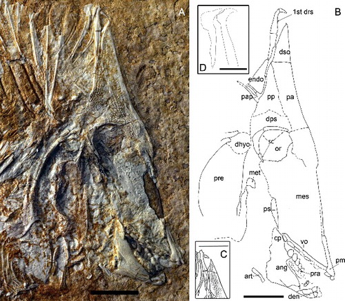 Figure 2. A, skull of Scalacurvichthys naishi gen. et sp. nov., holotype (SMNK-PAL. 8613) with forward-facing first dorsal ridge scale. B, camera lucida drawing showing restored position of scale tip in life. C, camera lucida drawing of first dorsal ridge scale as it is seen in the holotype showing original position of the tip of the spine. D, restoration of first two dorsal ridge scales revealing probable morphology; dashed lines indicate the restoration of incompletely preserved structures. Abbreviations: 1st drs, 1st dorsal ridge scale; ang, angular bone; art, articular bone; cp, coronoid process; den, dentalosplenial; dhyo, dermohyomandibular; dps, dermopterosphenotic; dso, dermosupraoccipital; endo, posteriorly exposed endocranium; mes, mesethmoid; met, metapterygoid; or, orbit; pa, parietal; pap, post-parietal process; pm, premaxilla; pp, post-parietal bone; pra, prearticular bone; pre, preoperculum; ps, parasphenoid process; sc, sclerotic ring; vo, vomer. Scale bars: A–C = 1 cm; D = 50 mm.