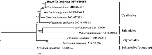 Figure 1. Maximum-likelihood phylogenetic relationship of Alsophila latebrosa and other nine ferns including Lygodium japonicum as outgroup based on whole chloroplast genome sequences. The bootstrap values are shown on each node.
