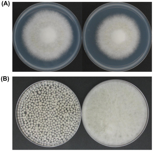Fig. 3. Photographs of the ΔfaaA (left) and the ΔfaaA_tktOE (right) strains.