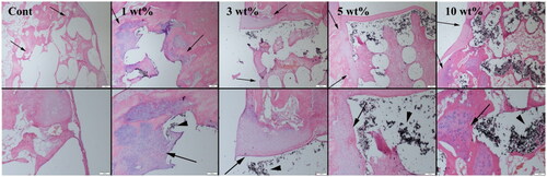 Figure 5. Representative histopathological micrographs of defect areas (thin arrows) of the control, 1%, 3%, 5% and 10% graphene-containing groups (upper row) at 4 weeks, higher magnification (row below), cartilage proliferation areas (thick arrows), implant materials (arrow heads), Haematoxylin-eosin staining, scale bar= 200 µm (for upper row) and 100 µm (for the row below).