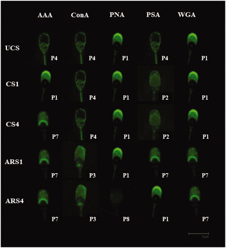 Figure 4. Principal lectin binding patterns for each in vitro physiological condition in boar sperm.