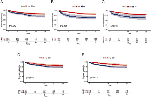 Figure 11 Survival analysis of patients with different expression levels of (A) DDX60, (B) TAP2, (C) UBE2L6, (D) IFIT3, and (E) OAS2 in sepsis.