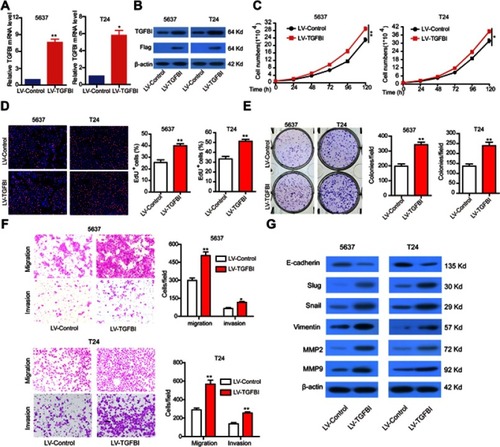 Figure 3 The stable overexpression of TGFBI promotes the malignant phenotypes of BCa cells. (A, B) The stable overexpression of TGFBI was detected by RT-q-PCR and Western blotting in 5637 and T24 cells. (C–F) The effects of stable overexpression of TGFBI on cell proliferation (C, D), colony formation (E), and migration and invasion (F) were detected. (H) After stable overexpression of TGFBI, EMT markers were detected by Western blotting in 5637 and T24 cells. *P<0.05 and **P<0.01 were considered statistically significant.