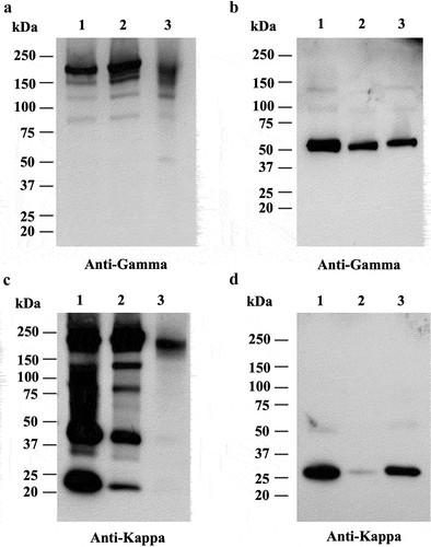 Figure 3. Transient expression of anti-BoNT mAbs in plants. Western blot analysis of 1B18, C25, and M2 to determine mAb expression using HRP-conjugated anti-human gamma and anti-human kappa IgGs under non-reducing (a,c) and reducing (b,d) conditions. Lanes 1, 2, and 3 represent 1B18, C25, and M2.