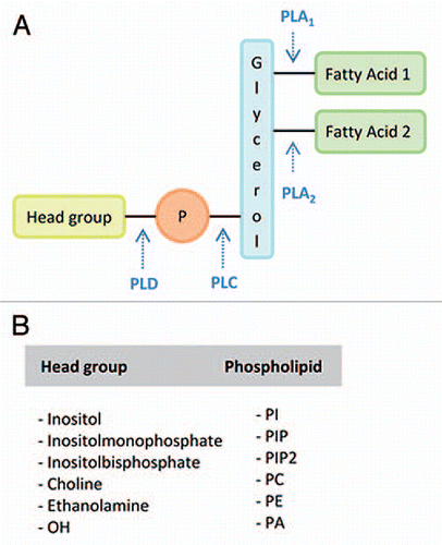 Figure 1 Schematic representation of phospholipid structure and the sites of cleavage by phospholipases. (A) General structure of a phospholipid, with two fatty acyl chains linked to a glycerol backbone, at the sn-1 and sn-2 positions, and a phosphate group creating the «phosphatidyl» moiety to which a variable head group is attached. The sites of phospholipase activity are indicated by arrows. Lipid acyl hydrolases (LAHs) are able to hydrolyze phospholipids at sn-1 and sn-2 positions. (B) Possible head groups and resulting phospholipids are indicated: PLA, phospholipase A; PLC, phospholipase C; PLD, phospholipase D; Fatty Acid 1, fatty acid in sn-1 position; Fatty Acid 2, fatty acid in sn-2 position; P, phosphate group.