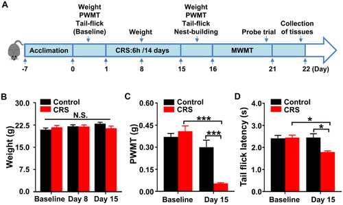 Figure 4. Effects of CRS on PWMT and TFL in mice. (A) The schedule of CRS and behavioral tests. Behavioral tests, including the PWMT and TFL were performed on day 0 after acclimation (baseline), and 24 hours after CRS on day 15. Nest-building behavioral test was performed on day 15 (16:00 p.m.) and measured on day 16 (09:00 a.m.). Mice were scheduled for MWMT and probe trial on days 16–21. Tissue samples were collected for western blotting on day 22. (B) Body weight (two-way ANOVA; Time: F2,16 = 1.636, P = 0.2257; Group: F1,8 = 0.07088, P = 0.7968; Interaction: F2,16 = 3.726, P = 0.0469). (C) PWMT (two-way ANOVA; Time: F1,8 = 34.73, P < 0.001; Group: F1,8 = 5.624, P < 0.05; Interaction: F1,8 = 30.65, P < 0.001). (D) TFL (two-way ANOVA; Time: F1,8 = 2.482, P = 0.1538; Group: F1,8 = 5.359, P < 0.05; Interaction: F1,8 = 7.343, P < 0.05). Data are shown as mean ± SEM (n = 9). *P < 0.05, ***P < 0.001.