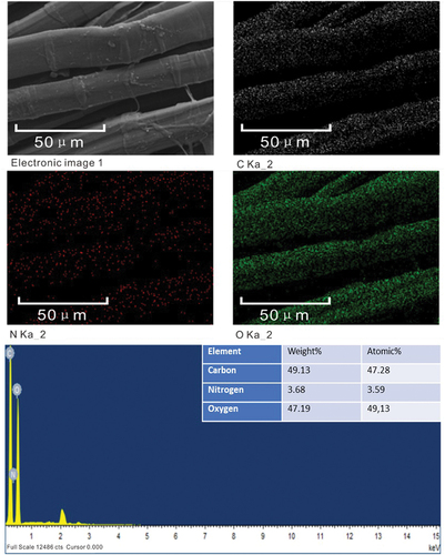 Figure 4. EDS mapping and spectrum of the chitosan pretreated flax fabric.