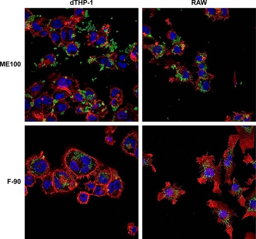 Figure 6 Confocal microscopy of dTHP-1 and RAW cells exposed to ME100 or F-90 nanoparticles (10 μg/mL) for 4 hours.Notes: Green: YOYO-1 labeled nanoparticles; red: phalloidin; blue: DAPI.Abbreviation: DAPI, 4′,6-diamidino-2-phenylindole.