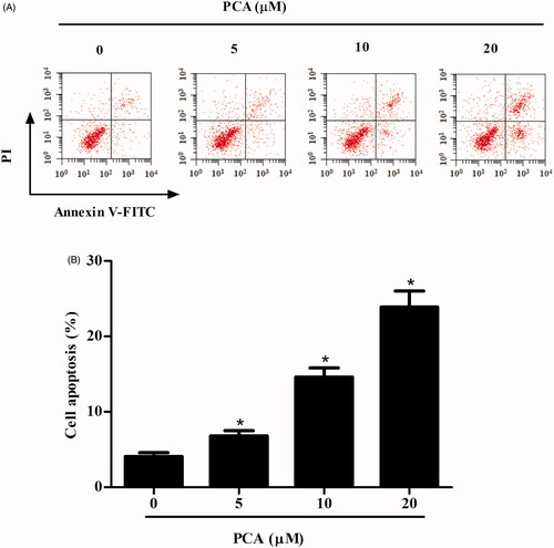 Figure 4. PCA promotes apoptosis in RA-FLSs. (A) Flow cytometric analysis of apoptosis in RA-FLSs treated with PCA (51,020 μM) for 48 h after Annexin-V/PI staining. (B) Quantification of cell apoptosis. n = 4. *p < .05.