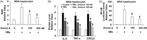 Figure 10. The protective effects of orexin A against HBx-induced cytotoxicity in human MIHA hepatocytes. Human MIHA hepatocytes were transfected with the HBx-encoding plasmid for 24 h, followed by treatment with orexin A at a concentration of 100 or 300 nM for another 24 h. (A) ROS was measured by DCFH-DA assay; (B). Secretions of IL-8, TNF-α and CXCL2 were measured by ELISA analysis; (C). Luciferase activity of NF-κB (*, #, $, p < 0.01 vs previous column group).