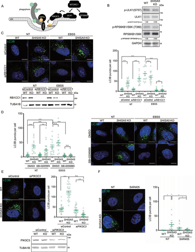 Figure 3. The loss of SHISA5 enhanced basal autophagy in a PtdIns3K-C1-dependent manner. (A) Schematic diagram depicting the genetic hierarchy of the early stage in autophagosome biogenesis at ER membrane. (B) Immunoblot analysis of phospho-ULK1 S757 (MTORC1 phosphorylation site), ULK1, phospho-RPS6KB1 T389 (MTORC1 phosphorylation site), RPS6KB1, LC3B, and TUBA1B in WT and SHISA5 KO HeLa cell lysates. Quantifications of band intensity from three independent experiments are noted. (C) Upper-left panel: representative immunofluorescence images of LC3B (green) in WT and SHISA5 KO HeLa cells. Cells were transfected with control or RB1CC1 siRNA and then incubated in complete medium (NT) or EBSS for 2 h. Lower-left panel: RB1CC1 knockdown efficiency was confirmed by western blot. Right panel: the number of LC3B puncta per cell was quantified (n = 15–22). (D) Right panel: representative immunofluorescence images of LC3B (green) in WT and SHISA5 KO HeLa cells. Cells were treated with DMSO or 50 μM of SBI-0206965 for 2 h in either complete medium (NT) or EBSS. Left panel: the LC3B puncta per cell were quantified (n = 13–27). (E) Upper-left panel: representative immunofluorescence images of WT and SHISA5 KO HeLa cells stained for LC3B (green) following transfection with control or PIK3C3 siRNA. Upper-right panel: the LC3B puncta per cell were quantified (n = 31–35). Lower panel: PIK3C3 knockdown efficiency was confirmed by western blot. (F) Left panel: representative immunofluorescence images of WT and SHISA5 KO HeLa cells stained for LC3B (green) following DMSO or SAR405 (1 μM) treatment for 2 h. Right panel: the LC3B puncta per cell were quantified (n = 15–21). All scale bars: 10 μm.