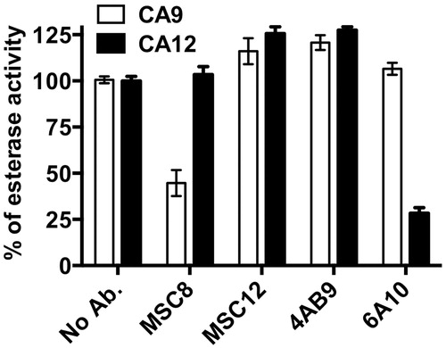 Figure 4. Inhibition of esterase activity of CA9 and CA12 with antibodies (40 μg/ml) that specifically bind either CA9 or CA12. Data represent two independent experiments each in triplicates.