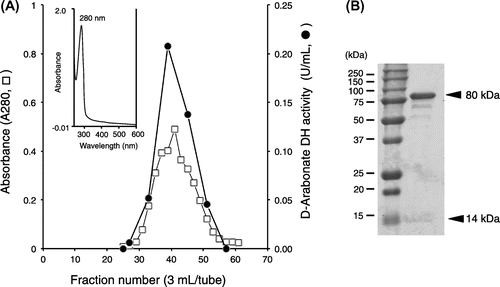 Fig. 4. Gel filtration, absorption spectrum (A) and SDS-PAGE (B) of purified D-pentonate 4-dehydrogenase.