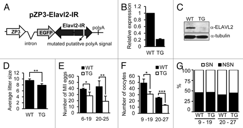 Figure 5. Initial characterization of Elavl2 knockdown in transgenic mice oocytes. (A) Design of the transgenic RNAi construct. A putative polyA signal was mutated in the inverted repeat sequence (pZP3-Elavl2-IR). (B) Elavl2 mRNA downregulation in fully grown GV oocytes from transgenic (TG) mice. Data from 4 independent RT-PCR experiments represent the mean Elavl2 expression ± s.e.m. normalized to Hprt1. Relative Elavl2 expression in wild-type (WT) oocytes was set to one. (C) Western blot of ELAVL2 protein expression in fully grown GV oocytes from WT and TG mice. One hundred and fifty oocytes were loaded per lanes. (D) An average litter size of WT and TG females below 20-weeks-of-age. Each mean value (± s.e.m) represents an average of 18 litters. (E) The average number of MII oocytes obtained from superovulated WT (n = 10) and TG (n = 10) mice younger and older than 20 weeks. (F) The average number of fully grown GV oocytes recovered from WT (n = 15) and TG (n = 23) mice younger and older than 20 weeks. (G) The ratio of NSN and SN oocytes obtained from WT (n = 13) and TG (n = 23) females is similar for all animals. One-tailed t test was used for statistical analysis. P < 0.05, 0.01, and 0.001 were denoted by 1, 2, and 3 asterisks, respectively.