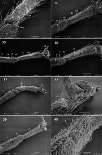 Figures 33–40. (33) Perlidae: Perlinae (Systellognatha): Neoperla osage Stark & Lentz, ventral view of tarsomeres 1–3; (34) Perlidae: Acroneurinae (Systellognatha): Perlesta adena Stark, ventral view of tarsomeres 1–3; (35) Chloroperlidae: Paraperlinae (Systellognatha): Paraperla frontalis (Banks), ventral view of tarsomeres 1–3 and pretarsus; (36) Chloroperlidae: Chloroperlinae (Systellognatha): Sweltsa lamba (Needham & Claassen), ventral view of tarsomeres 1–3 and pretarsus; (37, 38) Gripopterygidae: Antarctoperlinae (Gripopterygoidea): Antarctoperla michaelseni (Klapalek), (37) lateral view of tarsomeres 1–3; (38) ventrolateral view of pretarsus; (39, 40) Gripopterygidae: Gripopteryginae (Gripopterygoidea): Illiesoperla australis (Tillyard); (39) ventrolateral view of tarsomeres 1–3; (40) ventrolateral view of tarsomeres 1 and 2. Abbreviations: ar, arolium; cl, claw; eu, euplantula; mb, median longitudinal unsclerotised band; t, tarsomeres; ut, unguitractor plate.