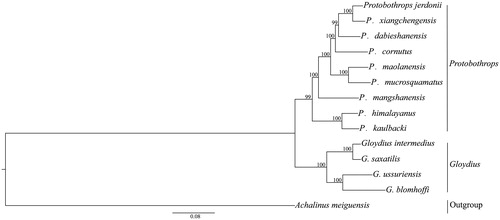 Figure 1. The maximum-likelihood (ML) tree based on the whole mitogenome. Numbers at the nodes are bootstrap values of the ML analysis. The GenBank accession number of species are P. jerdonii (NC_021402), P. xiangchengensis (KF460436), P. dabieshanensis (KF003004), P. cornutus (NC_022695), P. maolanensis (NC_026051), P. mucrosquamatus (KT447436), P. mangshanensis (NC_026052), P. himalayanus (NC_029165), P. kaulbacki (KY695463), G. intermedius (NC_025560), G. saxatilis (NC_025666), G. ussuriensis (NC_026553), G. blomhoffi (NC_011390), A. meiguensis (NC_011576).