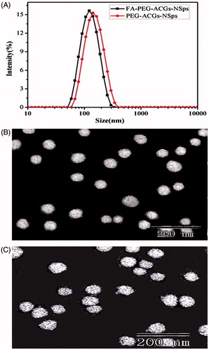 Figure 1. The particle size distribution and morphology of ACGs-NSps. (A) The particle size of FA-PEG-ACGs-NSps and PEG-ACGs-NSps measured by DLS. (B) TEM micrograph of FA-PEG-ACGs-NSps. (C) TEM micrograph of PEG-ACGs-NSps.