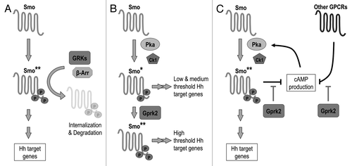 Figure 2. Multiple effects of Gprk2 on the Hh signaling pathway. (A) Gprk2 “desensitizes” Smo like a typical GPCR, phosphorylating the active form of Smo (Smo**) to promote its internalization and degradation. When Gprk2 is missing active Smo accumulates, leading to increased canonical pathway activation. (B) Gprk2 directly promotes Smo activation by phosphorylating Pka- and CkI-phosphorylated Smo, increasing its conformational shift and enhancing its activity.Citation23 Loss of Gprk2 thus prevents the full activation of Smo required for high-threshold target gene expression. (C) Gprk2 indirectly promotes Smo activation via Pka. Gprk2 activity helps to maintain high cellular cAMP levels, most likely through its role in limiting GPCR signaling. Loss of Gprk2 leads to a decrease in cAMP production and reduced Pka activity. This in turn decreases Pka-dependent Smo phosphorylation and activation, leading to a loss of high threshold target gene expression.