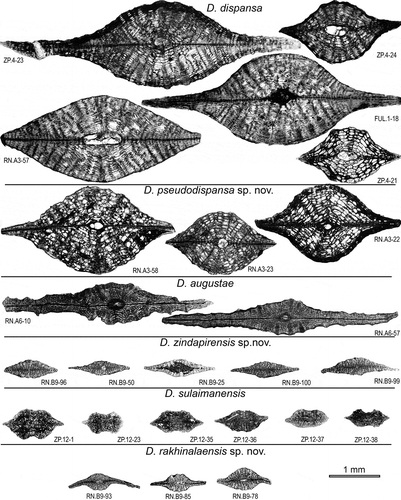 Figure 12. Axial sections of Discocyclina dispansa, D. pseudodispansa sp. nov., D. augustae, D. zindapirensis sp. nov., D. sulaimanensis, and D. rakhinalaensis sp. nov. from the Drazinda Formation. The axial section of D. dispansa (specimen FUL1-18) from the Fulra Limestone at its type-locality in Kutch Basin (India) is also illustrated for comparison.