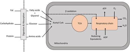 Figure 2 Overview of macromolecule metabolism for generating ATP.