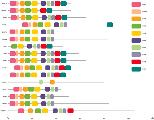 Figure 2. Distribution of conserved motifs in CiHSP genes.Note: The conserved motifs in CiHSP genes were identified and characterized using MEME software. Each colored box represents the putative motifs detected in the protein sequence.