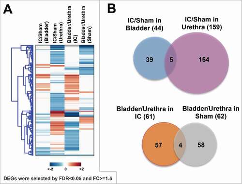 Figure 2. Identification of differentially expressed genes (DEGs) in bladder or urethra obtained from IC rats compared with sham controls. (A) A heatmap showing DEGs (B) Diagrams indicating IC-specific DEGs in bladder or urethra (upper), and bladder- or urethra-specific DEGs associated with IC (bottom).