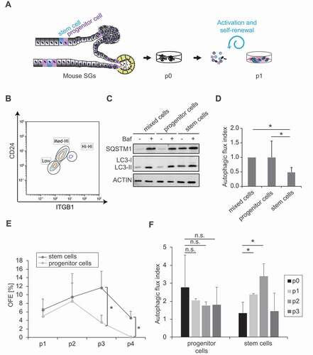 Figure 3. Autophagy is induced upon SGSCs activation. (A) Schematic representation of the duct region of adult SGs and localization of dormant SGSCs and progenitor cells, which are activated in the 3D culture system by the medium embedding the Matrigel®. (B) Representative FACS profiles of SG cells sorted into 2 subpopulations based on the expression levels of the cell surface marker proteins ITGB1 and CD24. SGSCs are ITGB1hi/hi-and CD24hi/hi, while progenitor cells are ITGB1medium/hi and CD24medium/hi. (C) Cells isolated as in (A) were treated or not with 100 nM Baf for 5 h, lysed and proteins examined by western blot using antibodies against SQSTM1 and LC3. ACTIN was used as the loading control. (D) The autophagy flux index in each sample of the experiment shown in (C) was determined by dividing the amount of LC3-II in Baf-treated cells with that in cells not exposed to Baf. Protein levels were normalized to ACTIN, which was used as the loading control. Bars represent the means of 3 independent experiments ±SD and relative to the values of the mixed cell population. Asterisks annotate significant differences of p < 0.05. (E) The OFE of the samples examined in (C) and (D) was determined for 4 passages and the data points represent the means of 3 independent experiments ±SD. Asterisks annotate significant differences of p < 0.05 (F) The quantification of the autophagy flux in the mixed, SGSCs progenitor and SGSCs populations analyzed in (C) and S5, was carried out over 3 passages in 3D cell culture. Bars represent the means of 3 independent experiments ±SD and they are relative to the value measured in each cell population before 3D cell culture, i.e., at p0. Asterisks annotate significant differences of p < 0.05, while the n.s. abbreviation highlights that there is no significant difference.