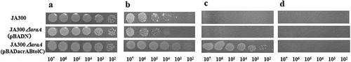 Figure 1. Colony-forming efficiency of E. coli strains in the presence of organic solvents. JA300, JA300ΔaraA(pBADN), and JA300ΔaraA(pBADacrABtolC) grew on LBGMg(IPTG, Ara) agar overlaid with or without an organic solvent. Colony-forming efficiency of strains was examined on the agar medium in the absence of an organic solvent (a) and in the presence of n-hexane (b), cyclohexane (c), or cyclohexane and p-xylene (1:1 vol vol−1 mixture) (d). Each strain was spotted at a tenfold dilution and incubated at 25°C for 48 h. The spots contained approximately 107, 106, 105, 104, 103, and 102 cells.