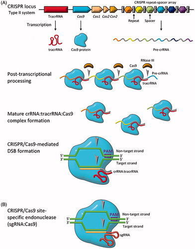 Figure 4. Biology of the type II CRISPR/Cas system. (A) Genomic representation of CRISPR/Cas9 along with relevant transcription/translation products. (B) Engineered CRISPR/Cas9 for site-specific gene editing (sgRNA:Cas9). Grey arrows indicate sites of single-stranded nucleotide breaks.