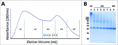 Figure 4. Representative elution profile for preparative SEC. Fractions include aggregate upslope (A1), aggregate downslope (A2), pre-monomer (M1), main monomer (M2) and monomer tail (MT). (B). SDS-PAGE (non-reducing, denatured) analysis of selected SEC fractions including A2, M1 with sub-fractions, and the leading edge of M2. The clearance of high molecular species eluting in A2 and M1 fractions was the impetus for limiting M2 as the main product peak.