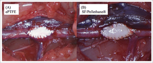 FIGURE 1. (A) ePTFE showed blood leakage from the suture site. (B) SF/Pellethane® swelled due to water absorption and blood did not leak.