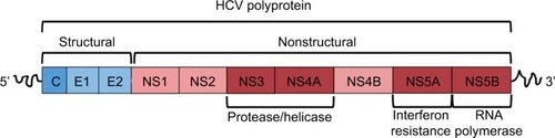 Figure 3 Hepatitis C virus polyprotein structure.