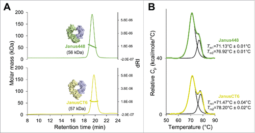 Figure 6. SEC-MALS and DSC analysis of the heterodimeric Fcabs Janus448 and JanusCT6. (A) A total amount of 25 µg of Janus448 (green) and JanusCT6 (yellow) was analyzed on a Superdex 200 10/300 GL column (GE Healthcare, USA) pre-equilibrated with PBS plus 200 mM NaCl (pH 7.4) before MALS measurements. Molar masses were calculated using the ASTRA software. (B) For DSC measurements the heterodimeric Fcabs were diluted to 5 µM in PBS. The data were fitted to a non-two-state thermal unfolding model using the software Origin 7. The respective Tm values and standard deviations (average of n = 2) are shown next to the graphs.