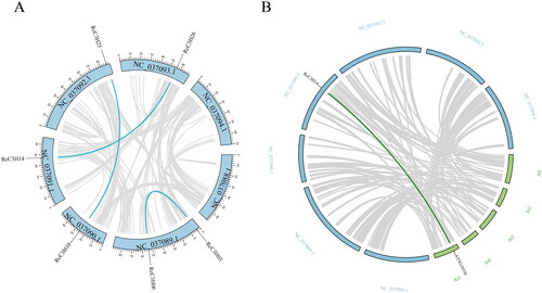 Figure 6. Collinearity analysis of RcC3H. The bright line represents collinearity with C3H, and the gray line represents all isomorphic blocks in the genome. (A) Collinear relationship within the R. chinensis genome. (B) Collinear relationship between RcC3Hs in the genome of R. chinensis and A. thaliana.