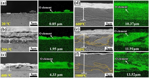 Figure 13. SEM and EDS mapping of the oxide layers in the cross-sections of the wear tracks of EHEAs at different temperatures: (a) 20°C; (b) 200 °C; (c) 400 °C; (d) 600 °C; (e) 800 °C; (f) 1000 °C. The average thickness values of oxide film are marked in the figures.