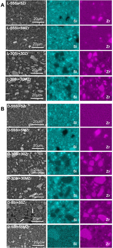 Figure 4 (A) SEM images and EDS maps of light-cured resin composites of L-55si+5zr, L-55si+5Mzr, L-30si+30zr, L-30si+30Mzr; (B) SEM images and EDS maps of dual-cured resin composites of D-55si+5zr, D-55si+5Mzr, D-30si+30zr, D-30si+30Mzr, D-5si+55zr, D-5si+55Mzr. The arrows represent the pits left by the fillers splitting away from the resin surface.