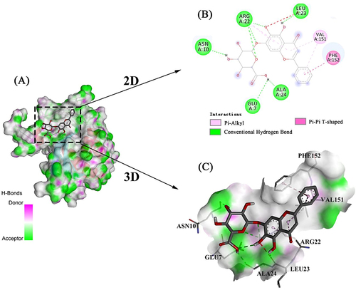 Figure 2 The most stable conformation of the LuxS-BAI complex. (A) Stable conformation of LuxS-BAI complex. (B) Two-dimensional interaction of BAI small molecules with LuxS target protein. (C) Three-dimensional interaction of BAI small molecules with LuxS target protein.