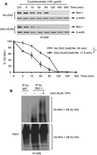 Figure 2. DAC reduces the half-life of Mcl-1 via increased ubiquitination in human lung cancer cells. (a) H1299 cells were treated with cycloheximide (100 μg/ml) in the absence or presence of decitabine (5uM) for various times. Levels of Mcl-1 were analyzed by Western blot. Mcl-1 protein was quantified by ImageJ software, followed by calculating the half-life of Mcl-1. (b) H1299 cells were transfected with HA-tagged ubiquitin constructs using NanoJuice transfection kit. After 24 h, cells were treated with MG132 for 2 h, then incubated with medium in the absence or presence of decitabine (5uM) for another 24 h, followed by anti-Mcl-1 IP. Mcl-1 ubiquitination was analyzed by Western blot using anti-HA antibody. 50 µg of total lysate was used as input control