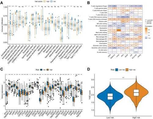 Figure 6 Evaluation of the immune landscape between the high- and low-risk groups. (A) Correlation of risk score and immune cell types. (B) Correlation of immune cell infiltration and the eight genes in the proposed model. (C) Differential expression of immune checkpoints in the two risk groups. (D) Distribution of TIDE scores in high- and low-risk groups. *p<0.05, **p<0.01, and ***p<0.001, ns, not significant.