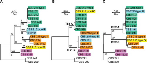 Figure 4. Neighbour-joining trees drawn from the sequence alignments of (a) the whole ITS repeat, (b) ITS1 only and (c) ITS2 only, of Pichia membranifaciens strains. Pichia manchurica strains CBS 209 and CBS 241 are used as the outgroup. Bootstrap percentages obtained from 1000 bootstrap replicates are shown.