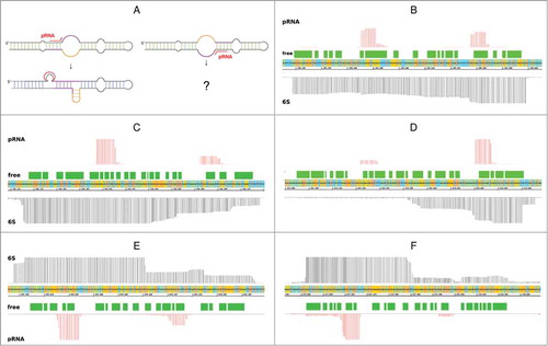 Figure 4. 6S RNA and pRNA transcripts. (A) General sketch of rearrangements upon pRNA synthesis. While these rearrangements are well described for pRNA synthesis in the 5’-bulge region, resulting in the formation of a central bulge collapse helix (magenta) and/or a local hairpin (orange)Citation10), further investigations are needed with respect to possible rearrangements induced by pRNA synthesis in the 3’-bulge region. (B) - (F) RNA-Seq screenshots of 6S RNA loci illustrated using the Integrated Genome Browser; (B) H. pylori (3,000/50); on the y-axis 3,000 reads are shown for 6S RNA, indicated by black vertical lines; pRNA reads (antisense to 6S RNA) are indicated by red vertical lines, the scale is set to 50; (C) L. monocytogenes (100/100), Ion Torrent sequencing; (D) B. subtilis bsrA (6S-1 RNA) locus (50,000/40); (E) E. coli (10,000/100); (F) X. campestris (100/50). Green boxes – secondary structure of free 6S RNA; unpaired regions represented by gaps between the green boxes.