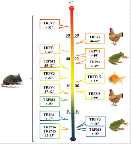 Figure 5. TRP Channel Families and the Range of Temperatures to which they Respond. Depending on the vertebrate class same channel family may span different temperature sets.