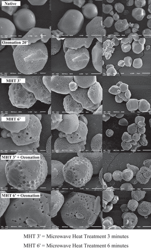 Figure 5. Effect of MHT and ozonation on the morphology of adlay starch granules.