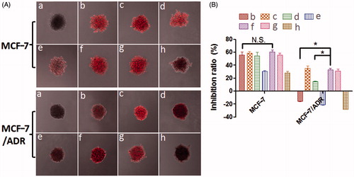 Figure 6. (A) Representative CLSM images of MCF-7 and MCF-7/ADR tumor spheroids incubated with different drug formulations at 37 °C for 4 h. (B) Inhibition ratio (%) of tumor spheroids 7 days after treatment with different drug formulations at 37 °C. (a) Blank; (b) DOX; (c) DOX + VER; (d) CL-R8-LP (DOX)/(+Cys); (e) CL-R8-LP (DOX + VER)/(-Cys); (f) CL-R8-LP (DOX + VER)/(+Cys); (g) R8-LP (DOX + VER); (h) CL-LP (DOX + VER)/(+Cys), data represent the mean ± SD (n = 3). *p < 0.001, N.S.: No significant difference, versus corresponding CL-R8-LP (DOX + VER)/(+Cys) group.